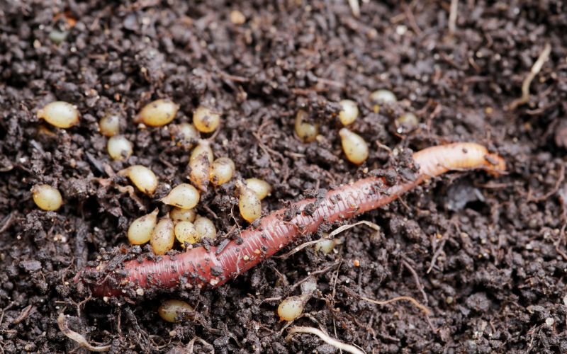vermicomposting