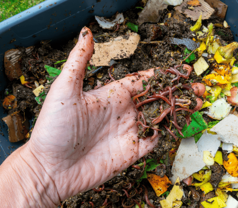 makanan cacing vermicompost
