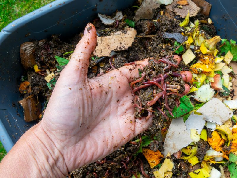 vermicompost manah liang